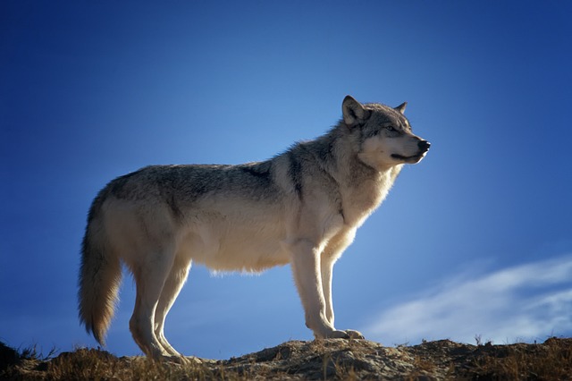 hledící vlk